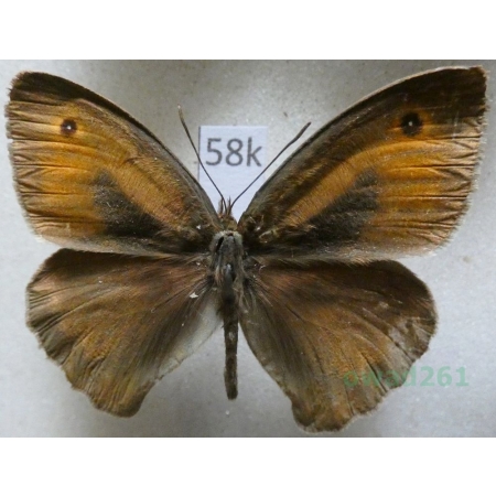 Maniola cypricola (Graves, 1928) male Cyprus58k